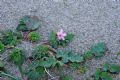 Erodium laciniatum